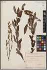 Foto von Salix aurita L. x Salix purpurea L.
